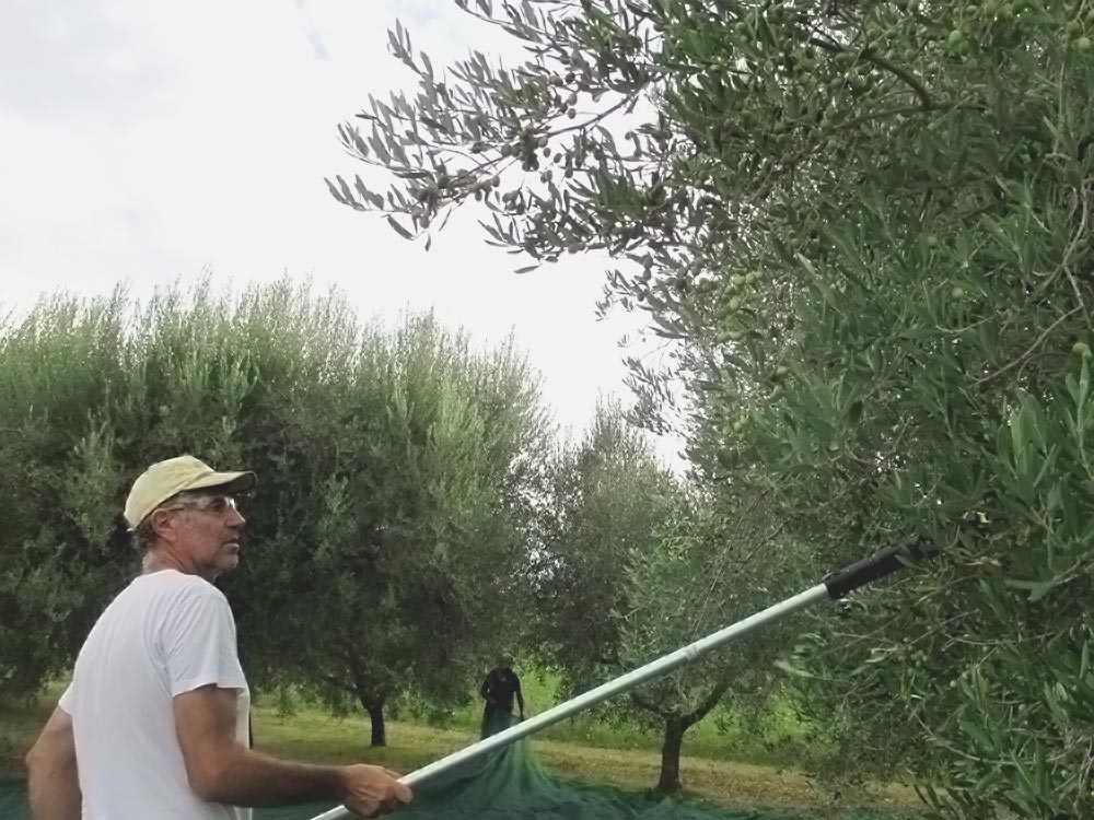 Enrico-harvesting-olves