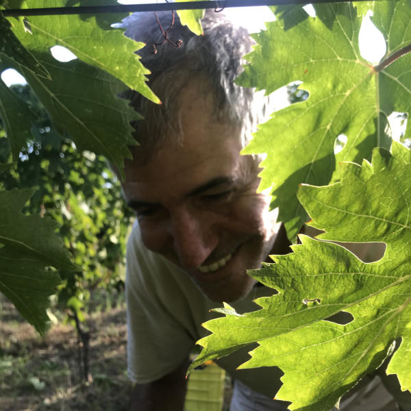 Enrico in vines