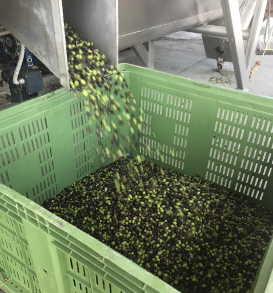 Olives being processed