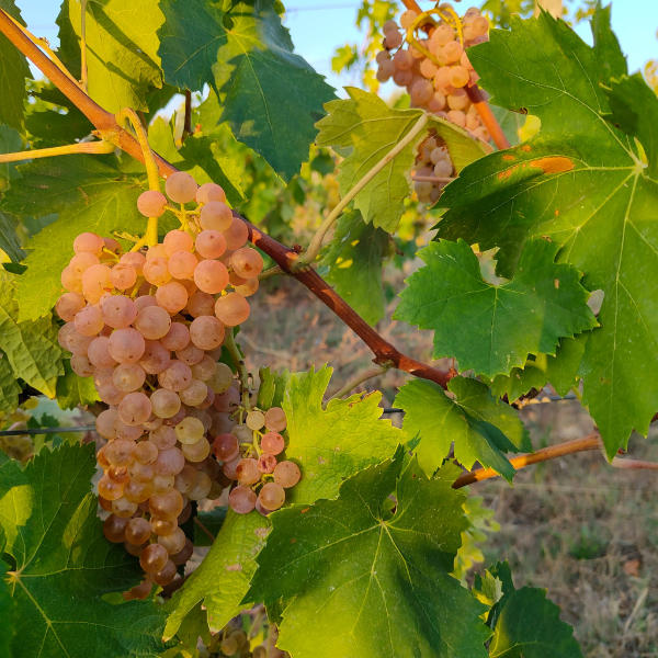 White clusters in the light